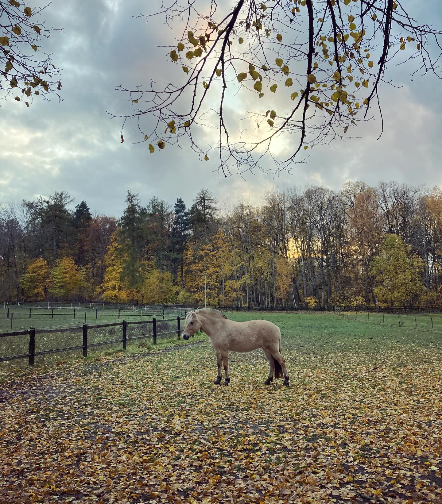 L’automne à hässelby